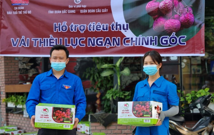 Chi đoàn Báo Tuổi trẻ Thủ đô kết nối, hỗ trợ tiêu thụ vải thiều Bắc Giang